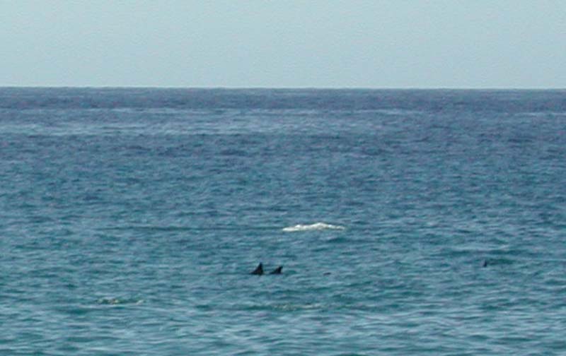Dolphins.jpg 43.2K