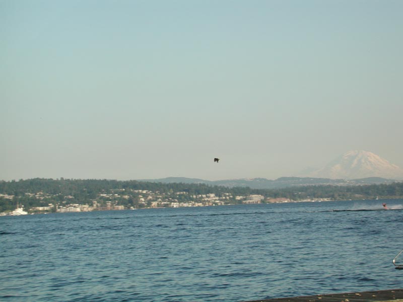 Eagle over Rainier.jpg 49.1K