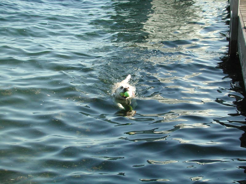 Shelby Swimming.jpg 103.6K