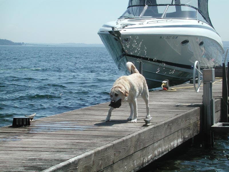 Shelby on dock.jpg 95.6K