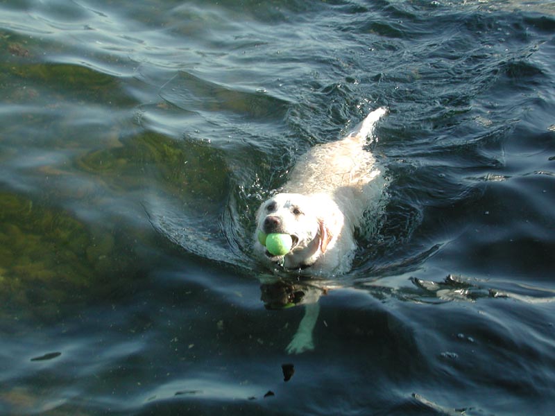 Shelby swimming 2.jpg 76.1K