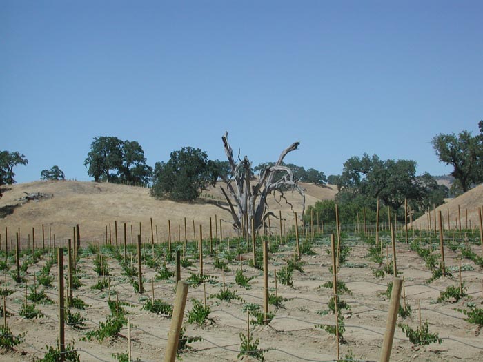 Vineyards at Pierre's 2.jpg 77.2K