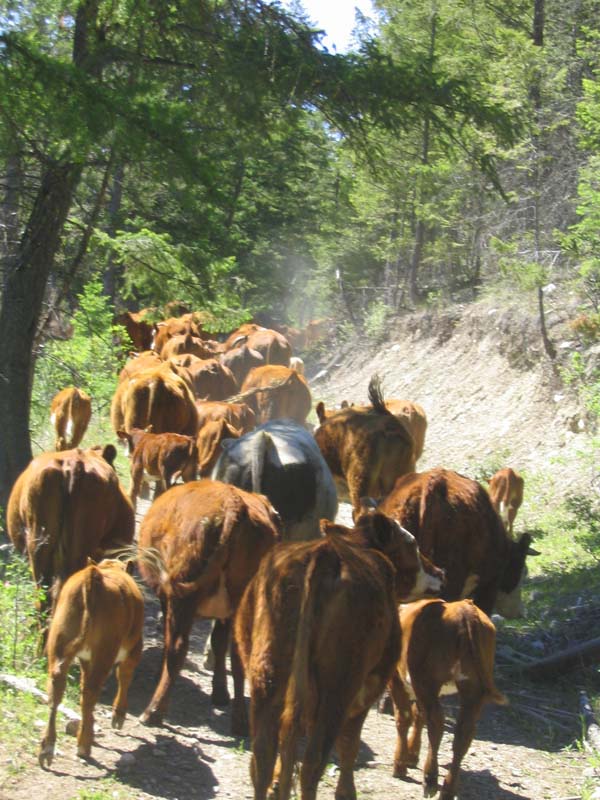 Moving cows