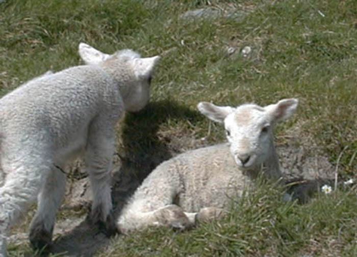 Lambs.jpg 62.7K