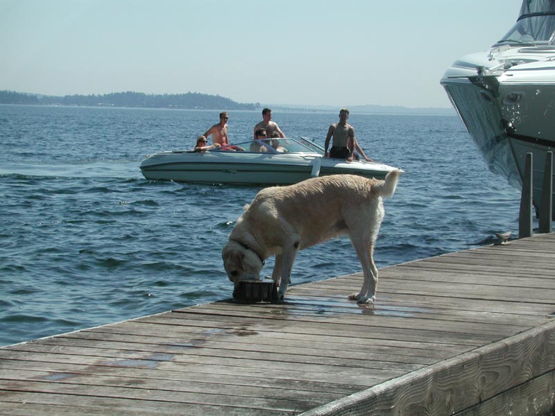 shelby on dock 2.jpg 89.5K