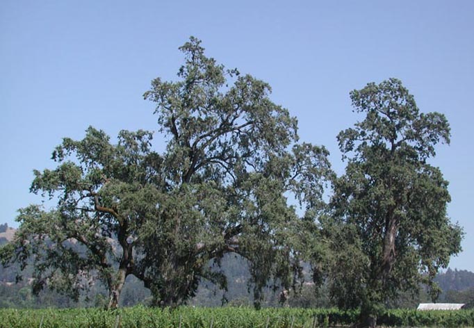 Oak trees at Pierre's.jpg 80.3K